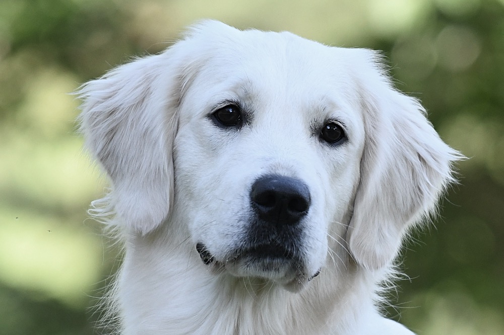 English best sale retriever puppies