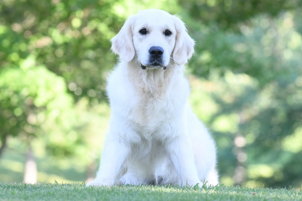 Sydney Sitting