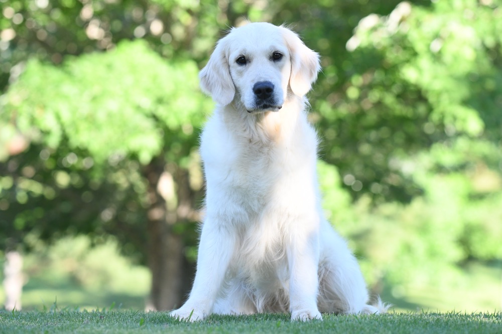 Sydney in a Sit