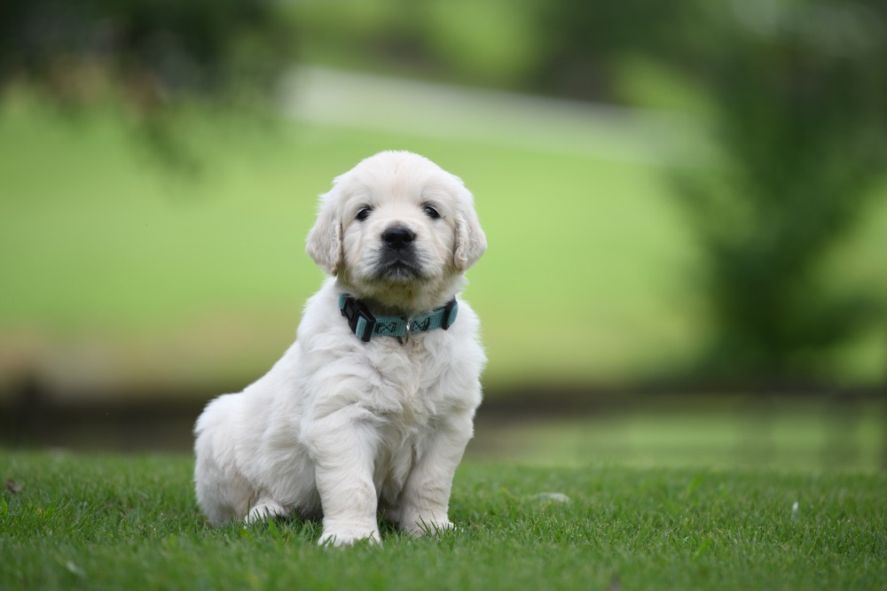 Golden retriever best sale puppies 7 weeks