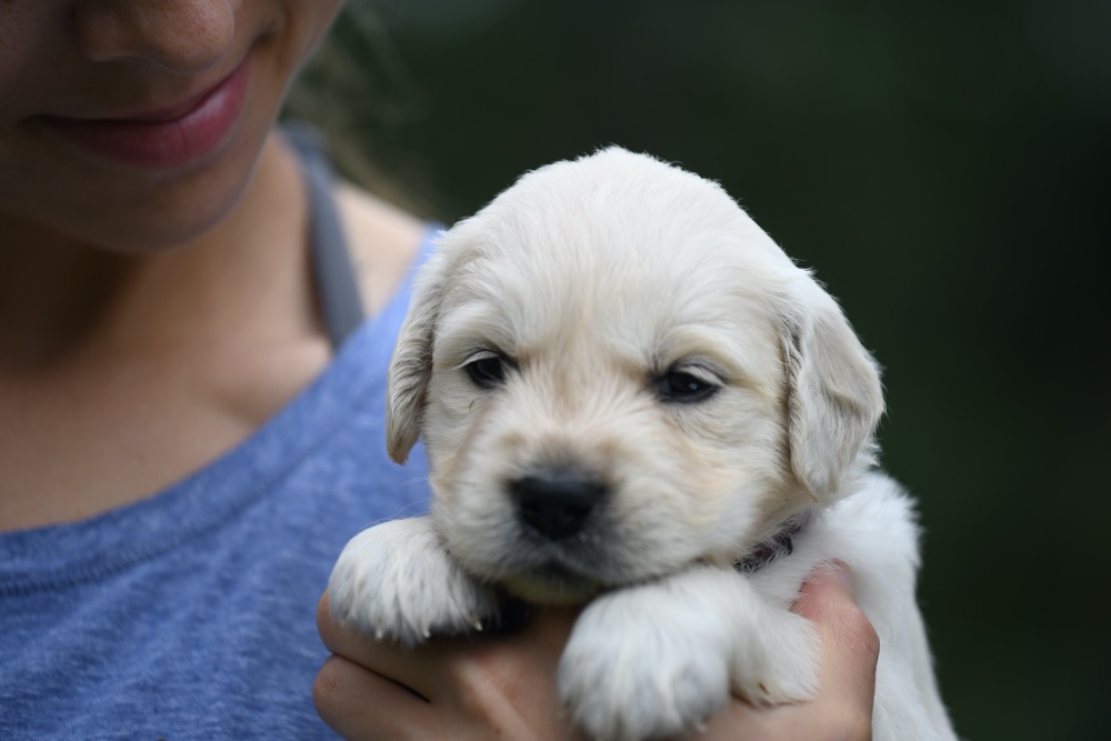 4 week shop old puppy food