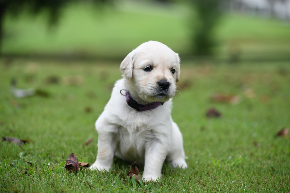 Tara's 4 week old puppies