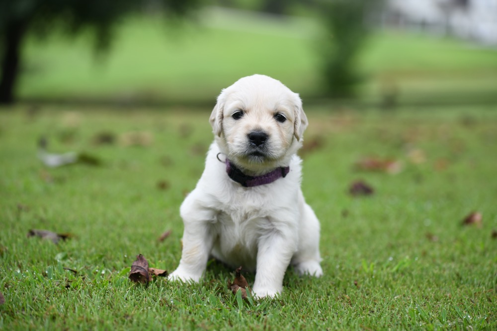 How often do 4 week old puppies need outlet to eat