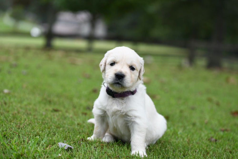 Tara's 4 Week Old Puppies