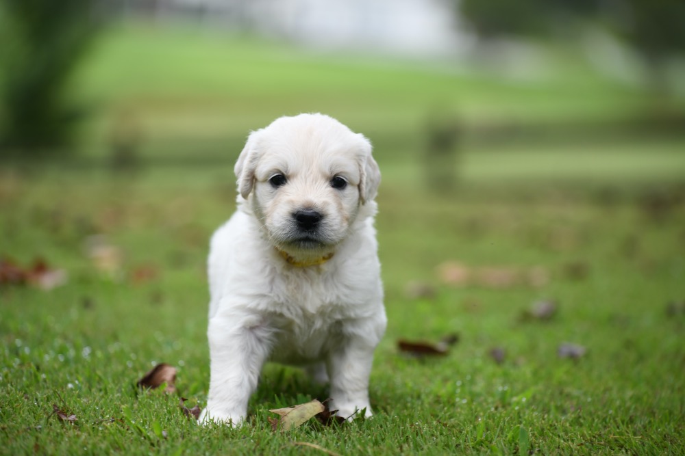 Tara's 4 Week Old Puppies