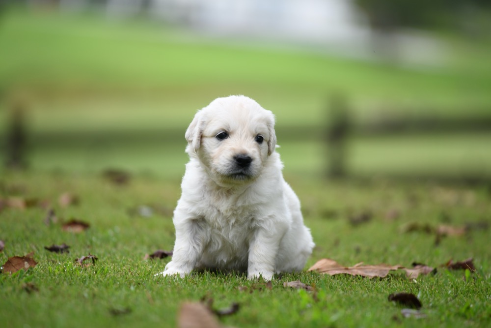 Tara's 4 Week Old Puppies