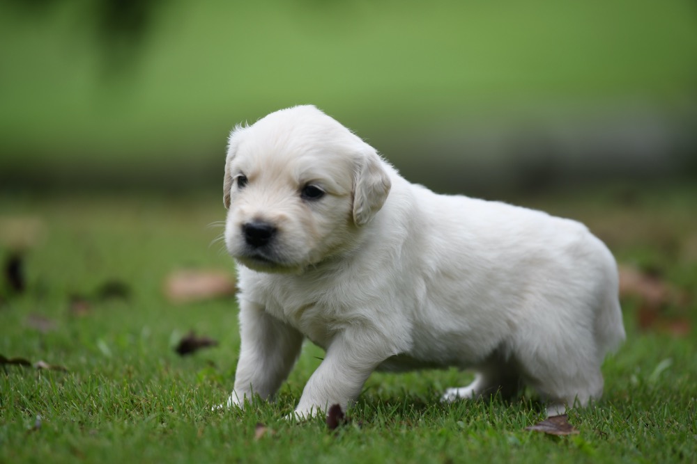 Tara's 4 Week Old Puppies