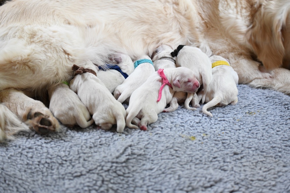 Newborn golden retriever puppies best sale for sale