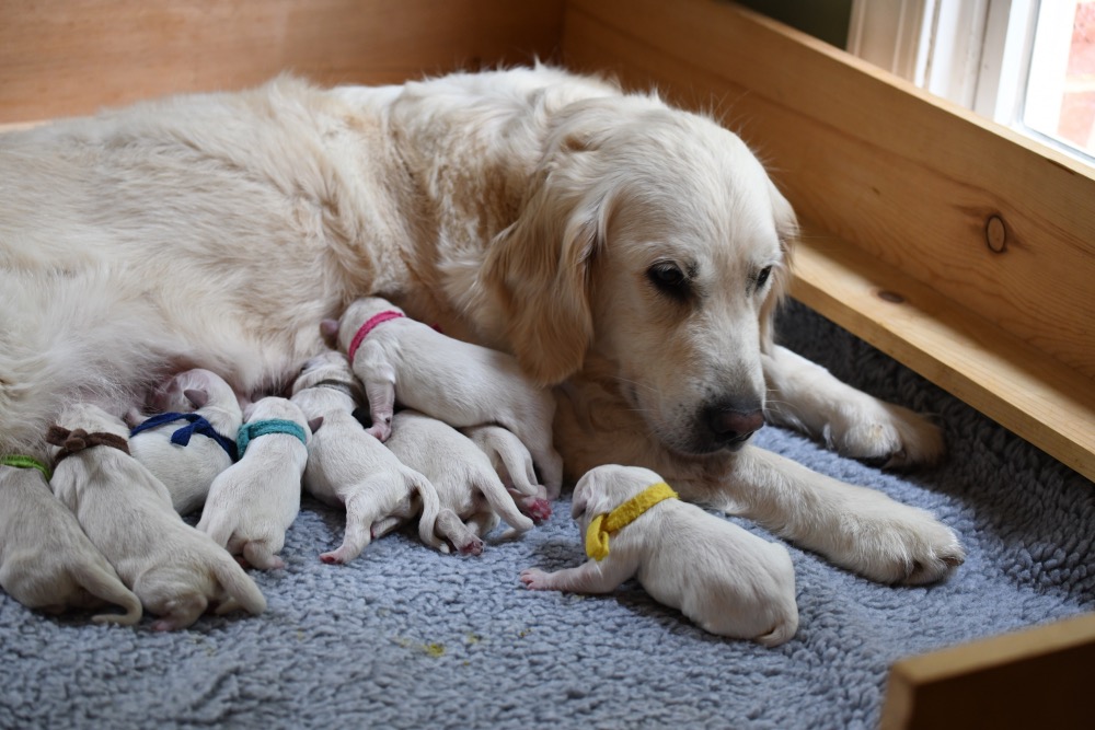 Golden retriever puppy store newborn