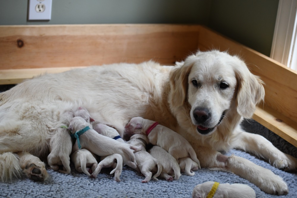 Tara's newborn puppies