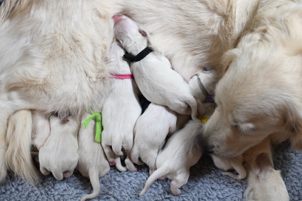 Tara's newborn puppies