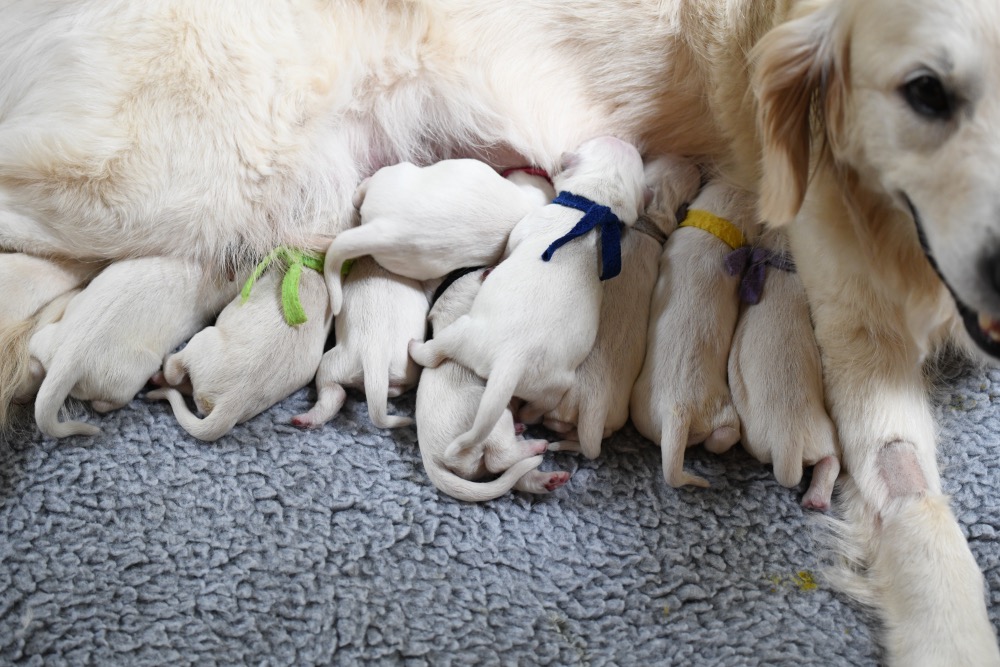 Tara's Newborn puppies