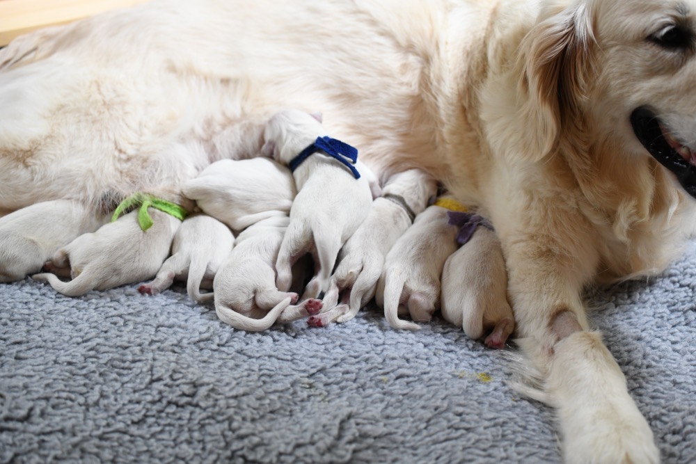 Tara's newborn puppies