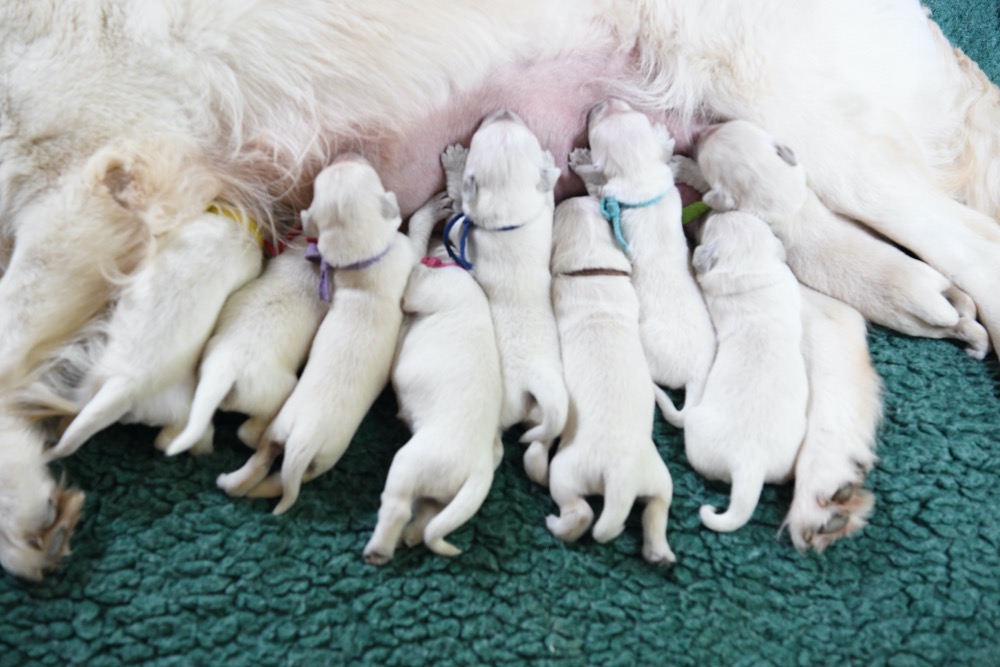 Tara's 1 Week Old Puppies