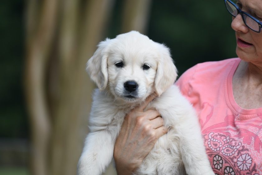 Tara's 8 1/2 Week Old Puppies - Purple