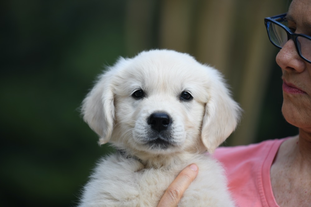 Golden retriever puppies 2 best sale weeks old