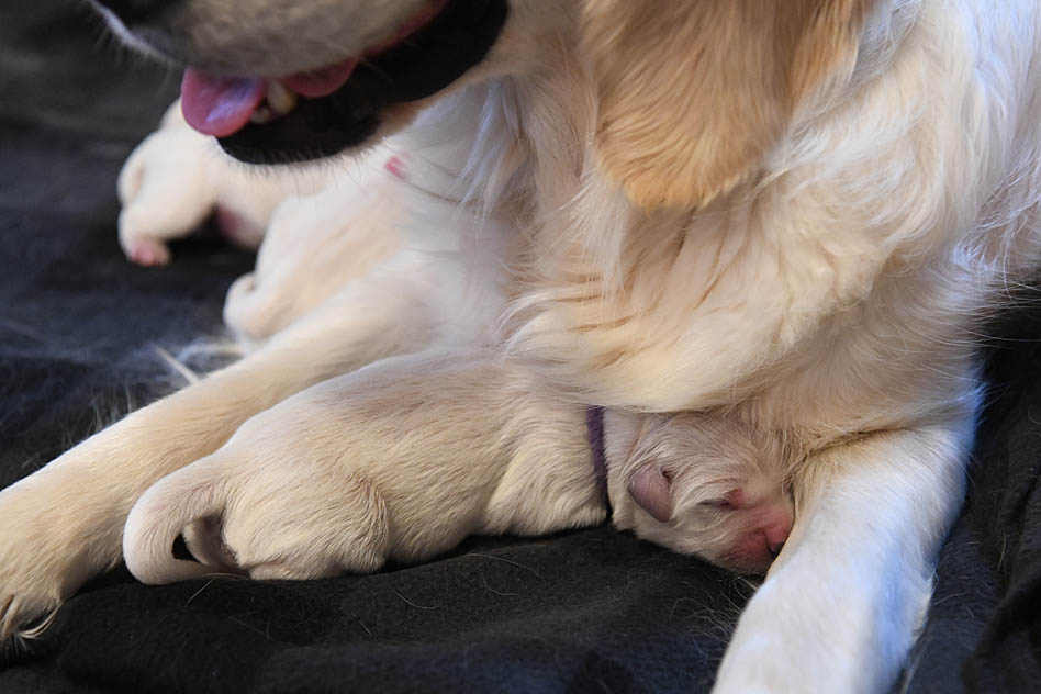 London's Newborn Puppies