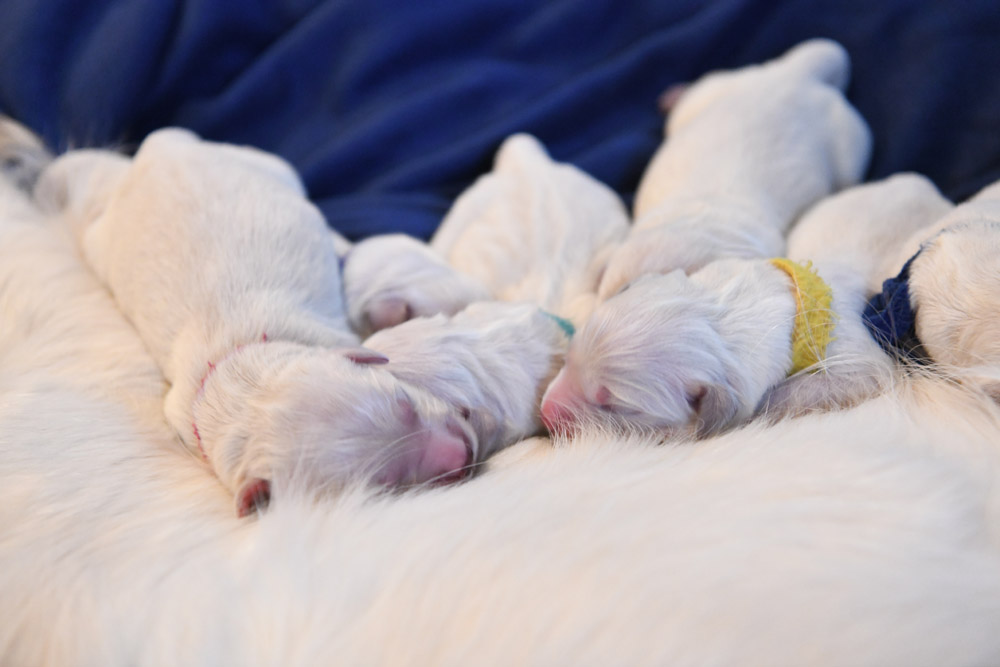 London's Newborn Puppies
