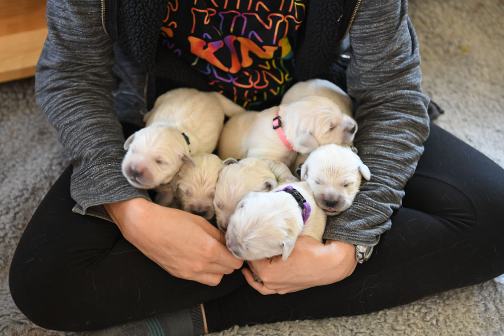 London's 1 Week Old Puppies