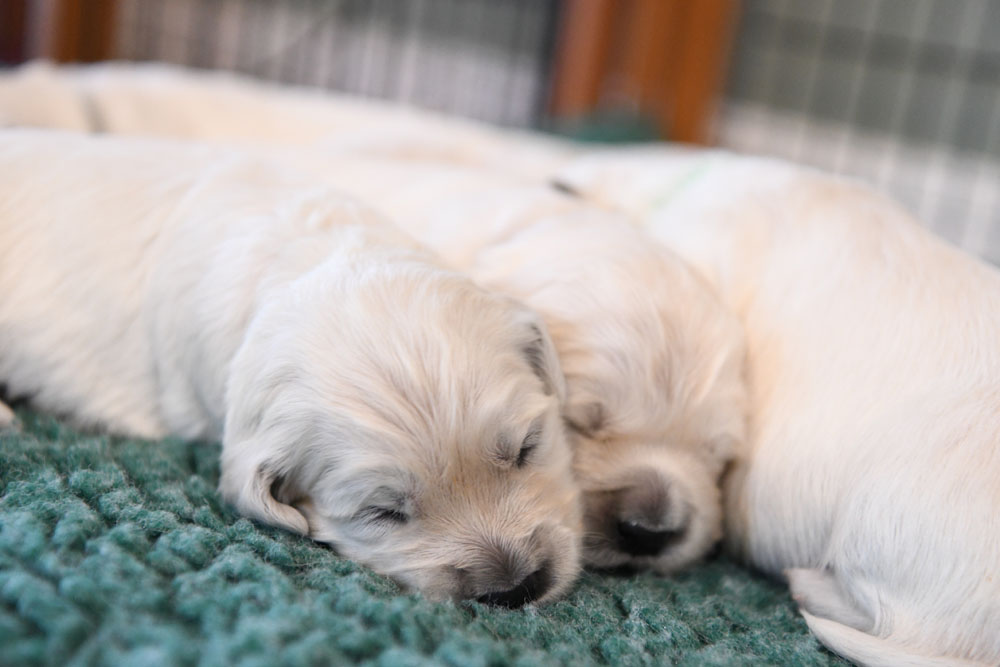 London's 2 Week Old Puppies