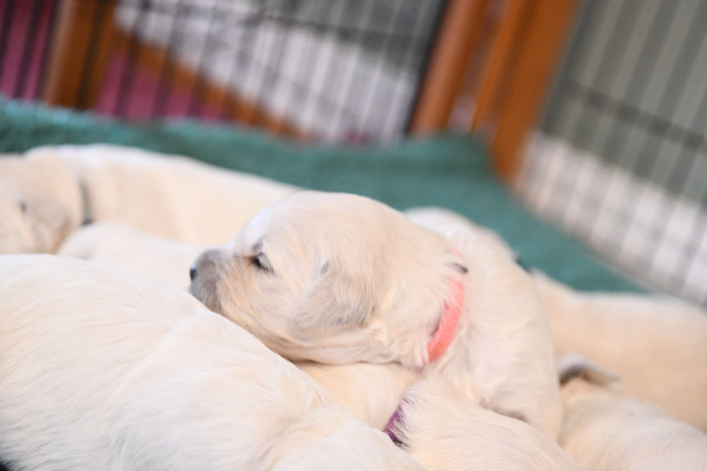 London's 2 Week Old Puppies