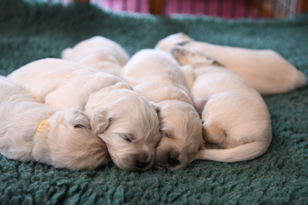 London's 2 Week Old Puppies