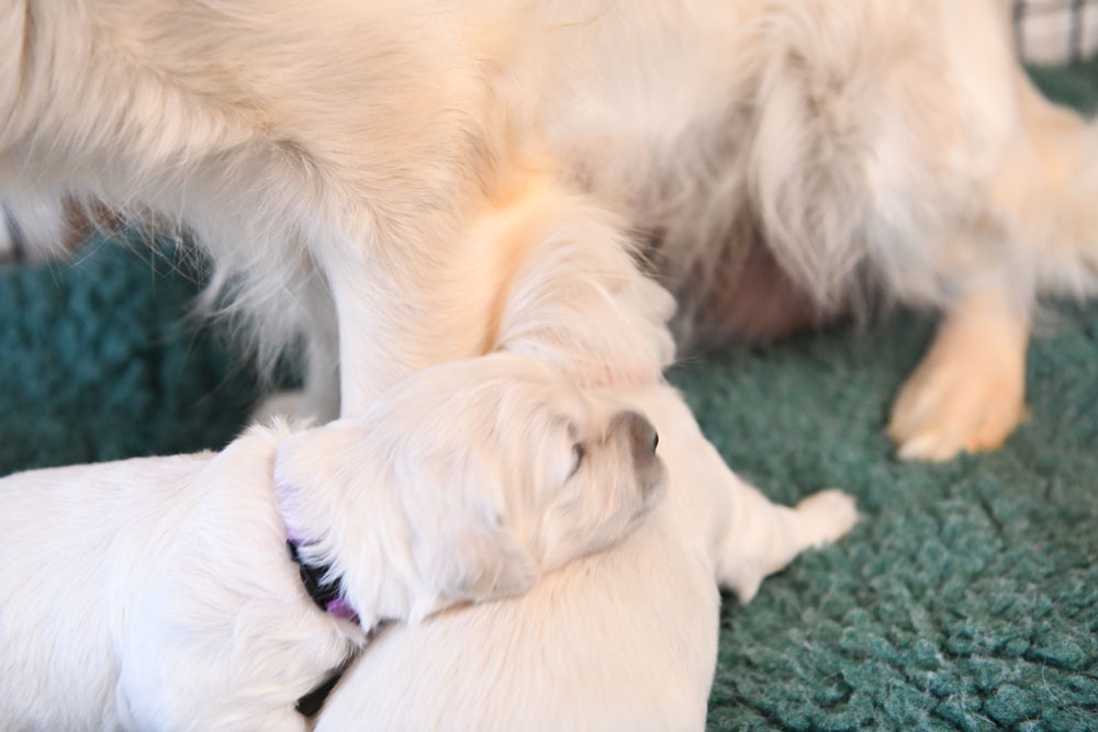 London's 2 Week Old Puppies
