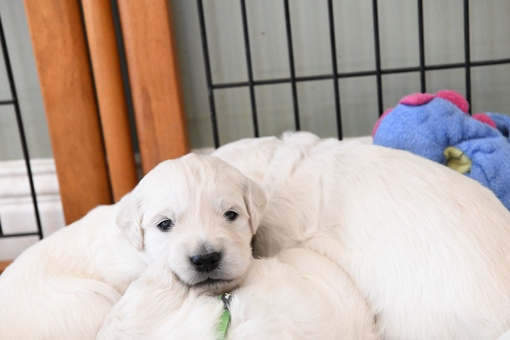 London's 3 Week Old Puppies