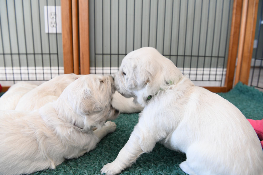 London's 3 Week Old Puppies