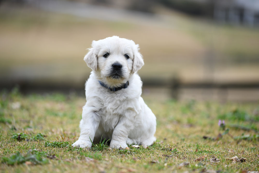 London's 5 Week Old Mr. Blue