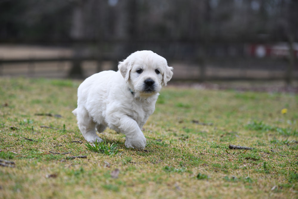 London's 5 Week Old Miss Teal