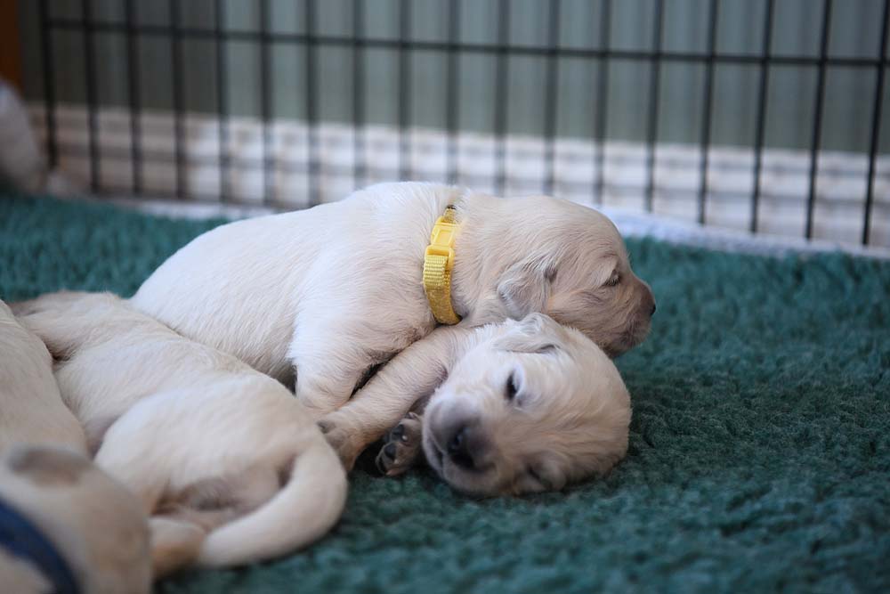 Golden retriever puppies store 2 weeks old